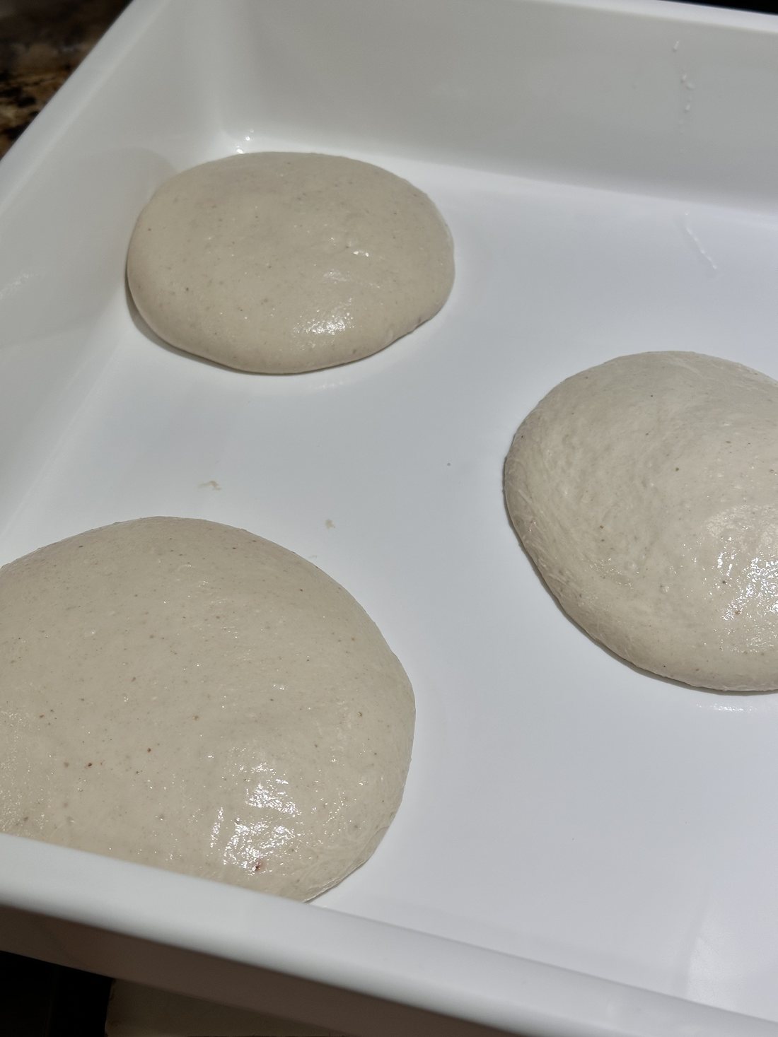 Sourdough pizza dough balls holding a tall, tight dome after being shaped 24 hours before baking
